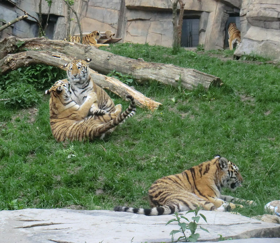 Sibirische Tiger im Zoologischen Garten Wuppertal im Mai 2013