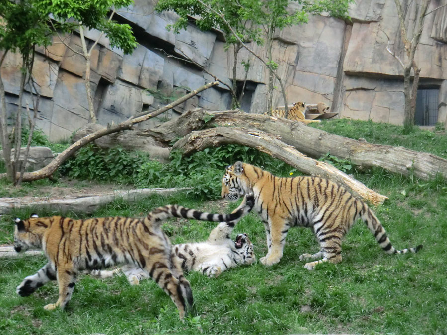 Sibirische Tiger im Wuppertaler Zoo im Mai 2013