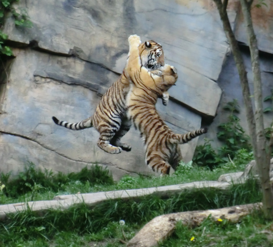 Sibirische Tiger im Zoo Wuppertal im Mai 2013