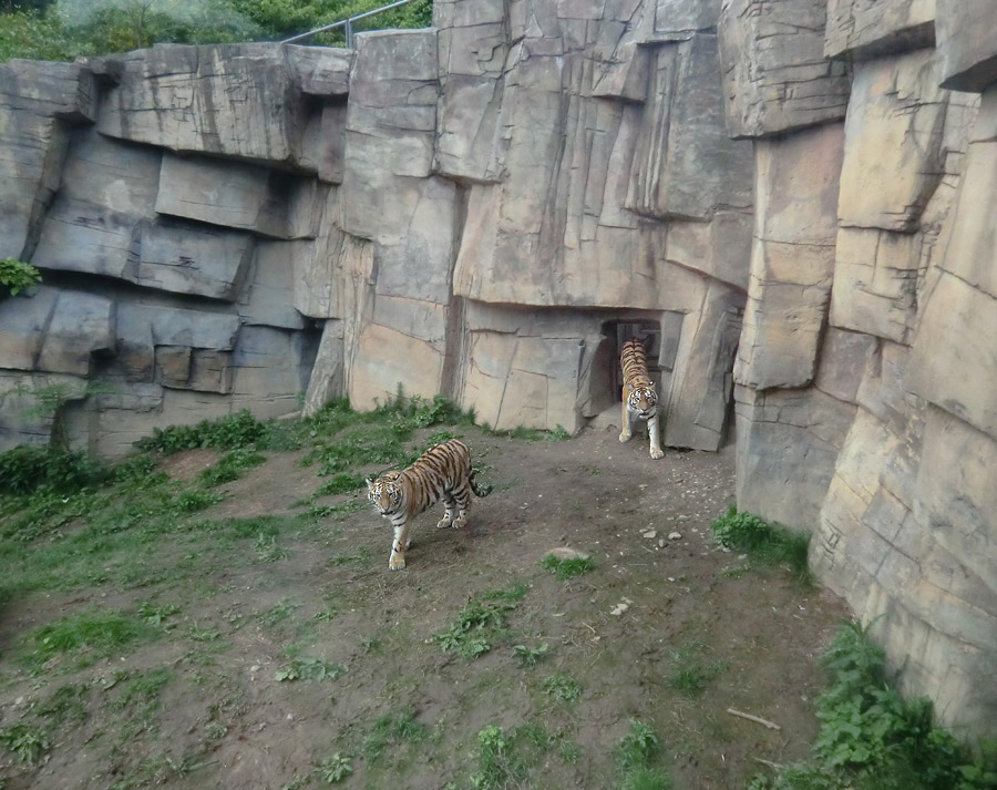 Sibirische Tiger im Zoologischen Garten Wuppertal im Mai 2013