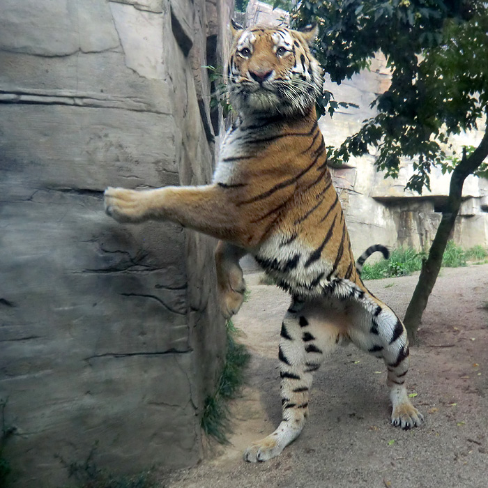 Sibirischer Tiger MANDSCHU im Wuppertaler Zoo im August 2013