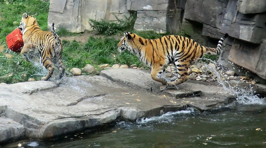 Sibirische Tiger Jungtiere im Wuppertaler Zoo am 13. September 2013