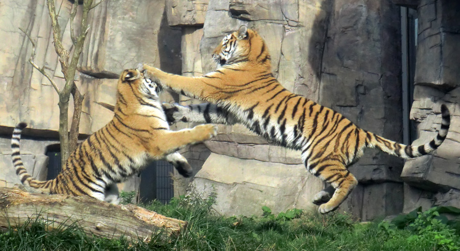 Sibirische Tiger Jungtiere im Zoo Wuppertal am 2. Oktober 2013