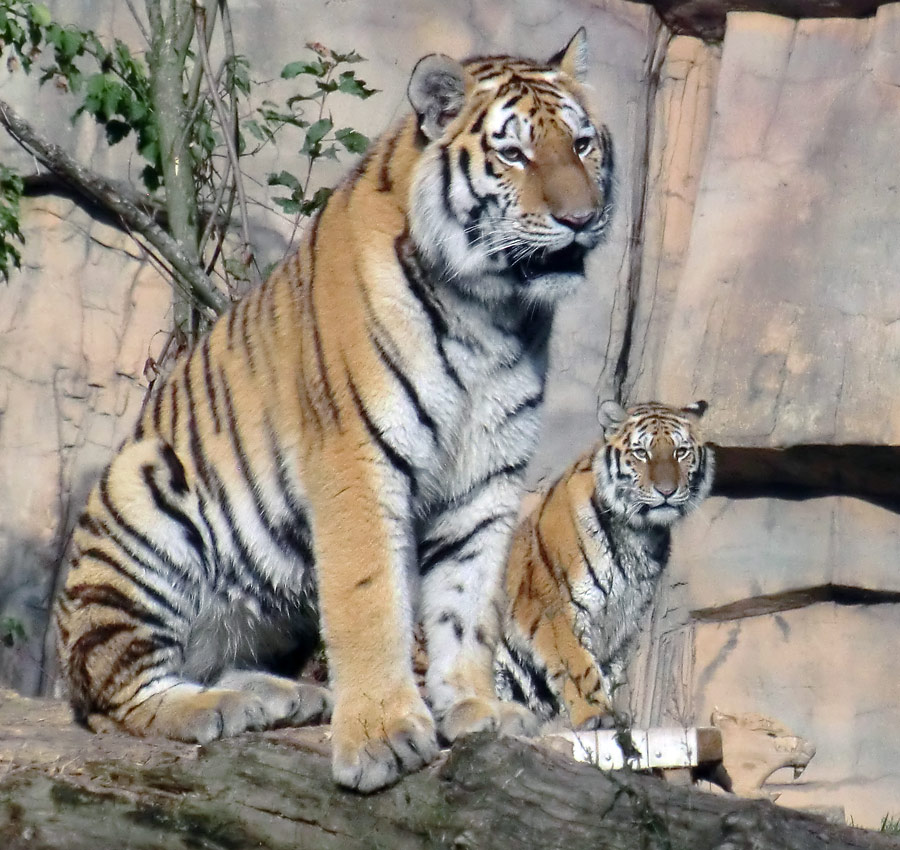 Sibirische Tiger Jungtiere im Zoologischen Garten Wuppertal am 2. Oktober 2013