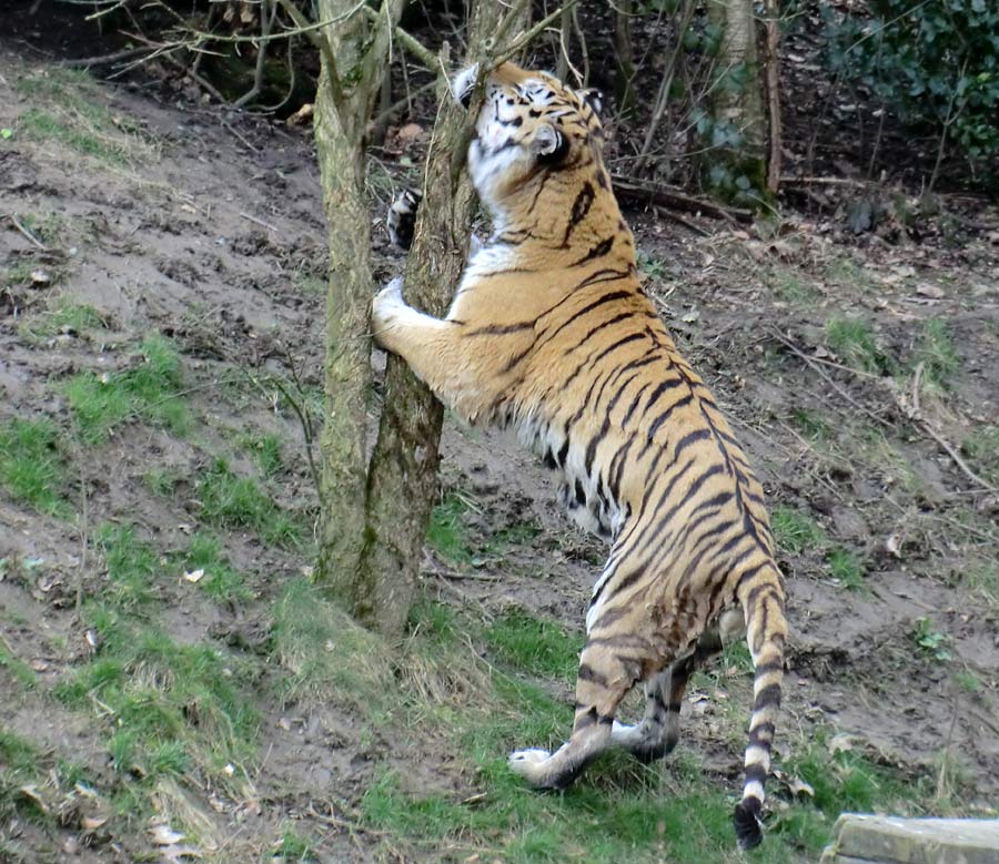 Sibirischer Tigerkater WASSJA im Zoologischen Garten Wuppertal im März 2014