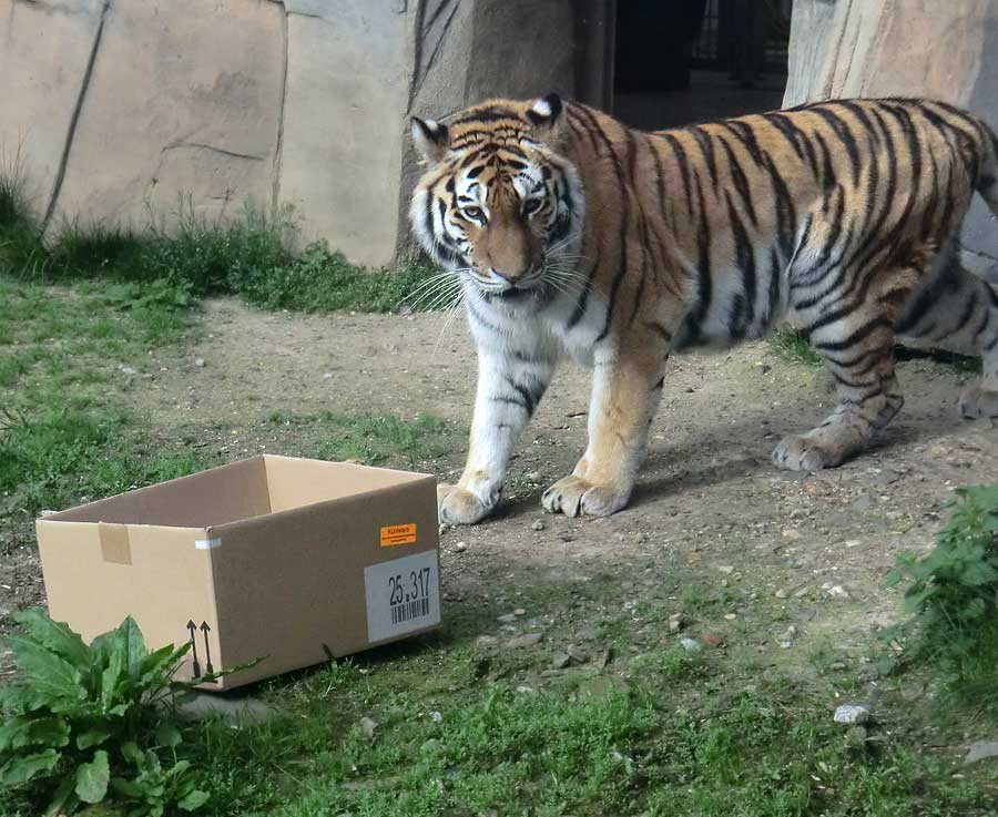 Sibirische Tigerin MYMOZA im Zoologischen Garten Wuppertal im April 2014