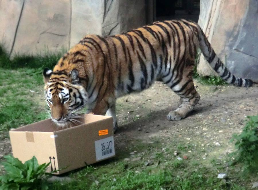 Sibirische Tigerin MYMOZA im Wuppertaler Zoo im April 2014