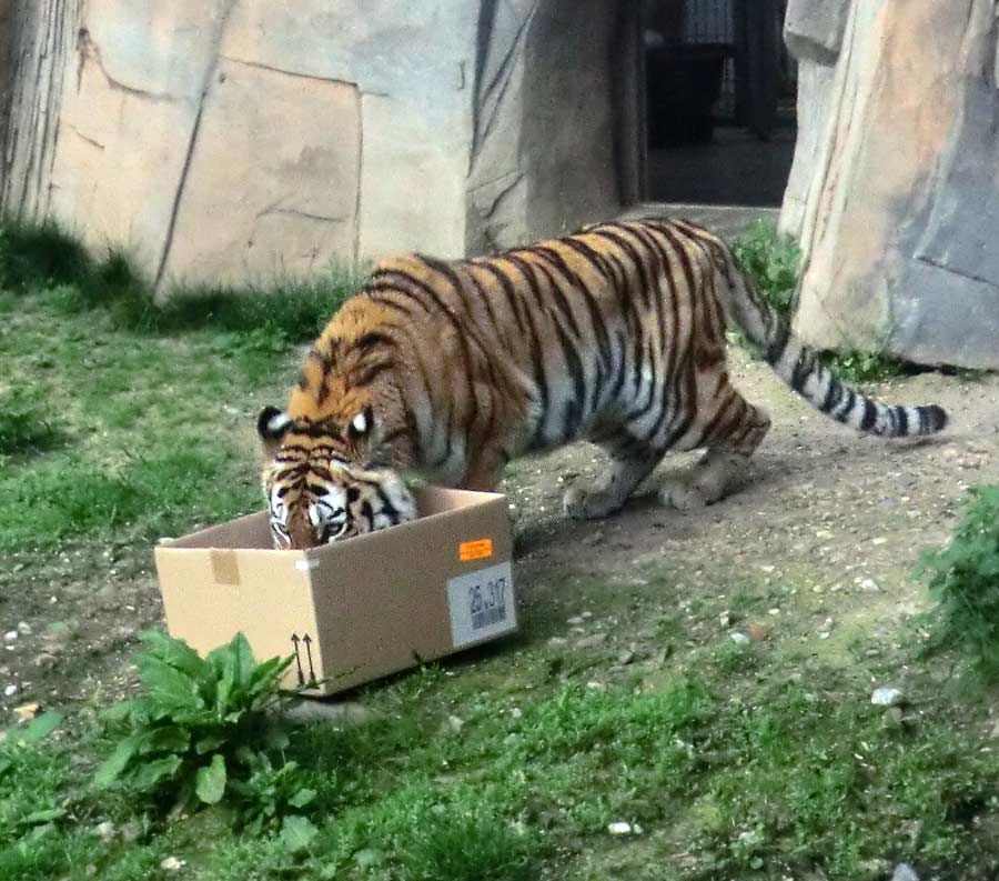 Sibirische Tigerin MYMOZA im Zoologischen Garten Wuppertal im April 2014