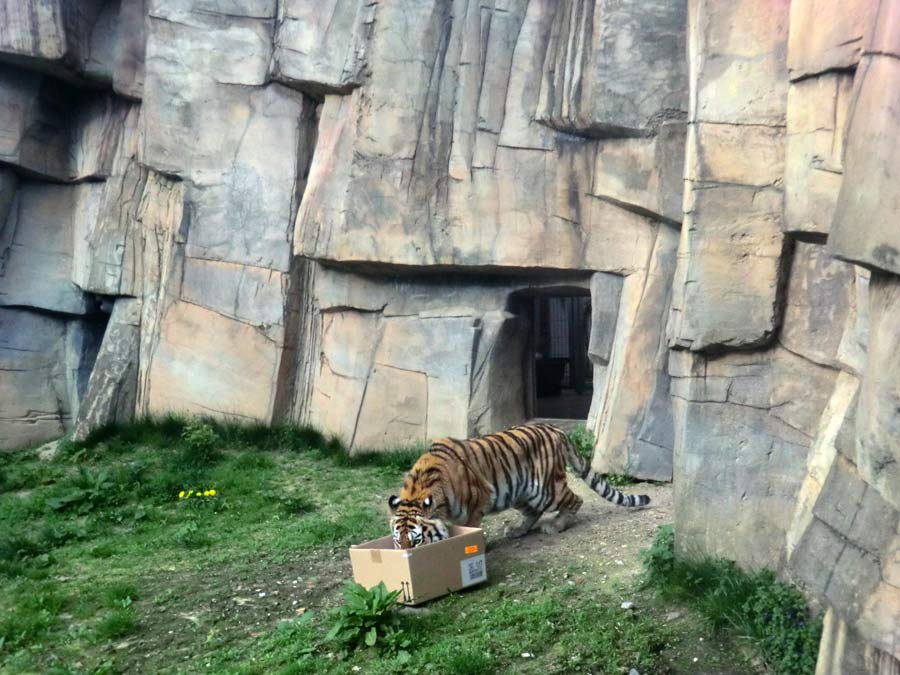 Sibirische Tigerin MYMOZA im Zoo Wuppertal im April 2014