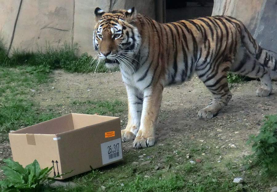 Sibirische Tigerin MYMOZA im Wuppertaler Zoo im April 2014