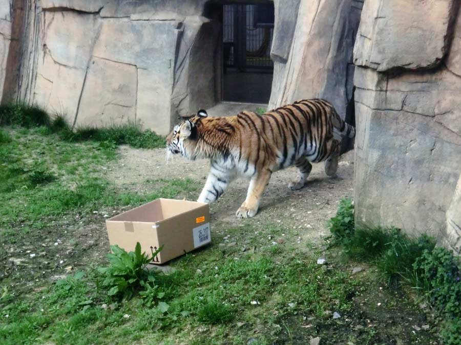 Sibirische Tigerin MYMOZA im Zoologischen Garten Wuppertal im April 2014