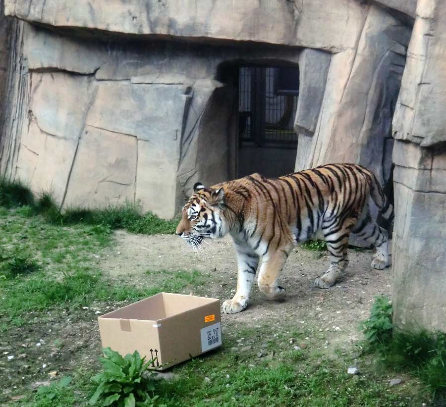 Sibirische Tigerin MYMOZA im Wuppertaler Zoo im April 2014