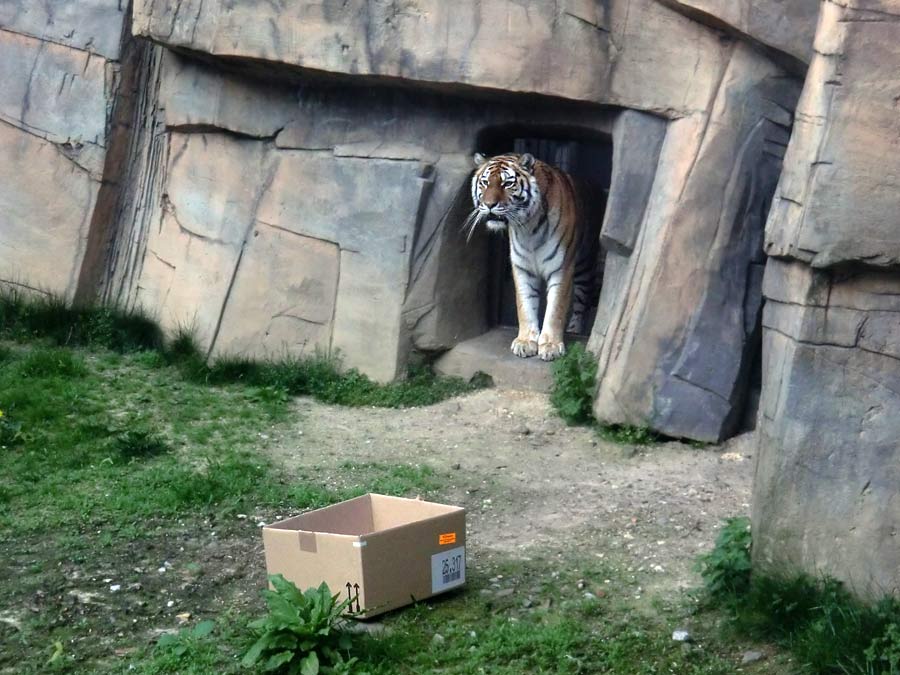 Sibirische Tigerin MYMOZA im Zoo Wuppertal im April 2014