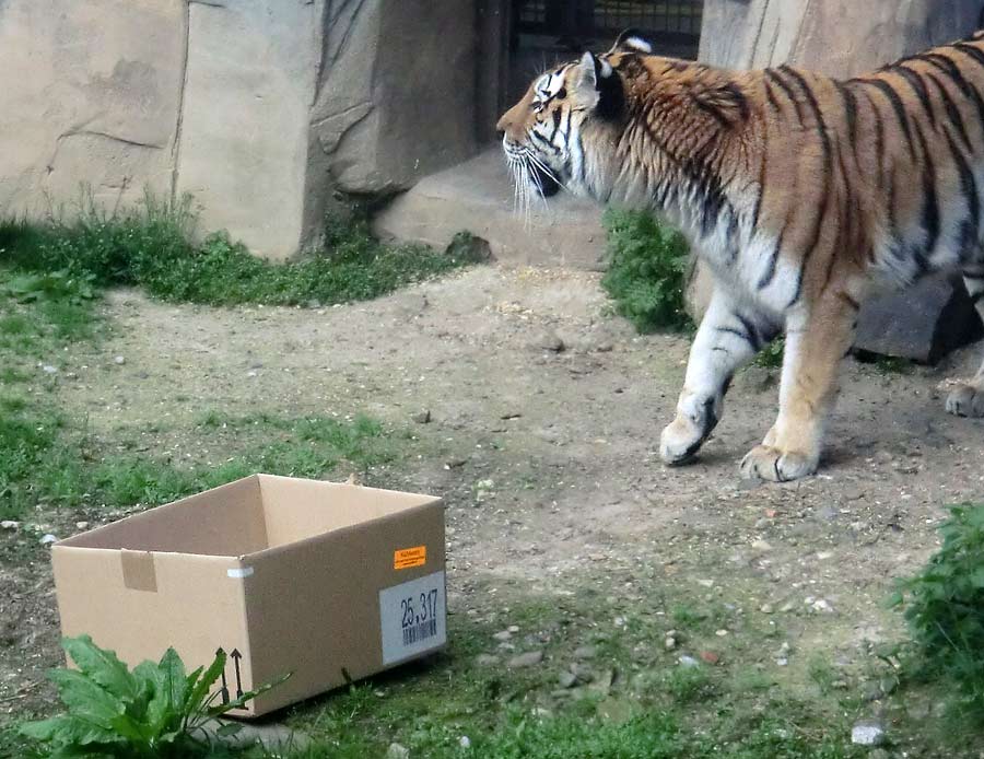 Sibirische Tigerin MYMOZA im Wuppertaler Zoo im April 2014