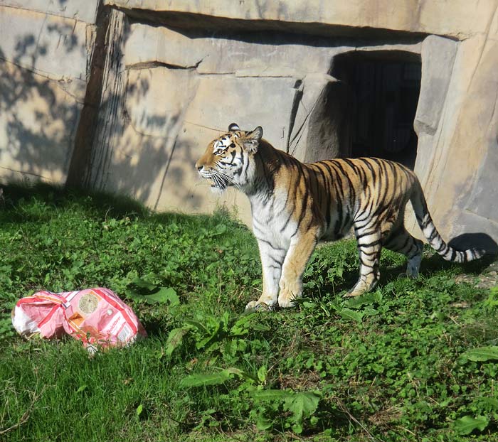 Sibirische Tigerin MYMOZA im Wuppertaler Zoo im September 2014