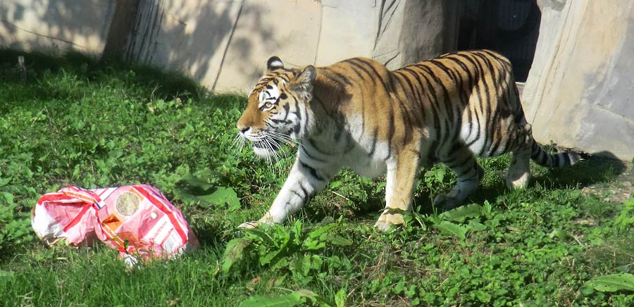 Sibirische Tigerin MYMOZA im Zoo Wuppertal im September 2014