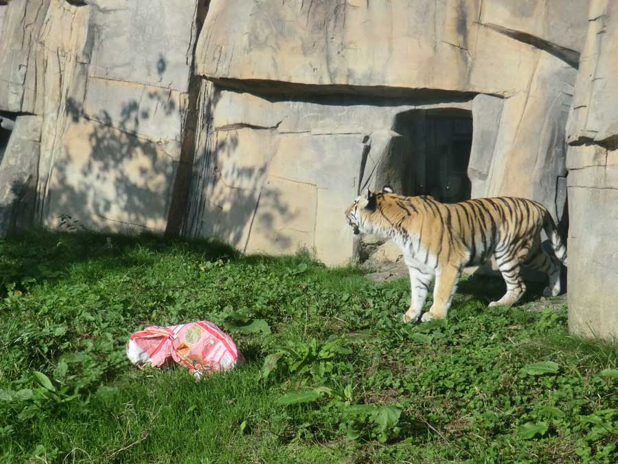 Sibirische Tigerin MYMOZA im Zoologischen Garten Wuppertal im September 2014