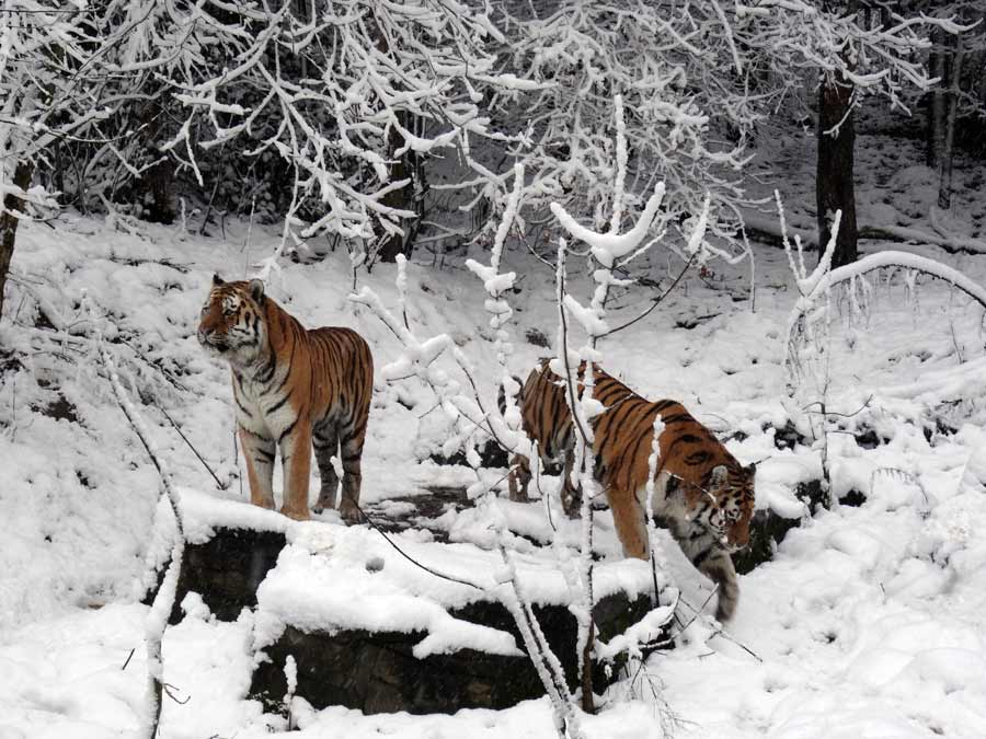 Sibirische Tiger im Zoo Wuppertal am 27. Dezember 2014