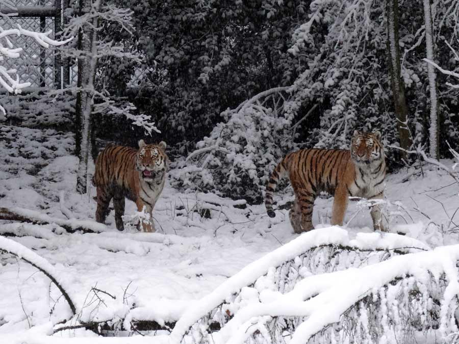 Sibirische Tiger im Wuppertaler Zoo am 27. Dezember 2014