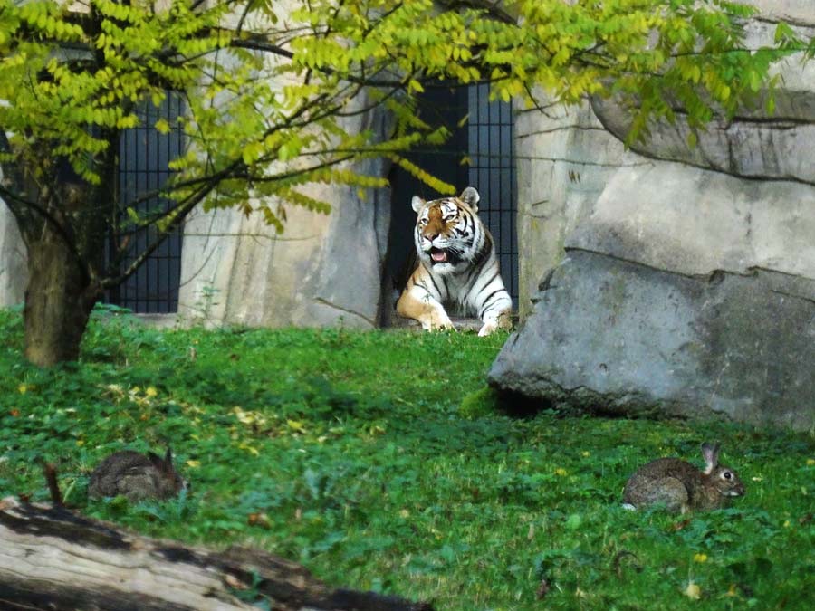 Wildlebende Kaninchen als Besucher auf der Freianlage der Sibirischen Tigerin MYMOZA im Wuppertaler Zoo am 26. Oktober 2015