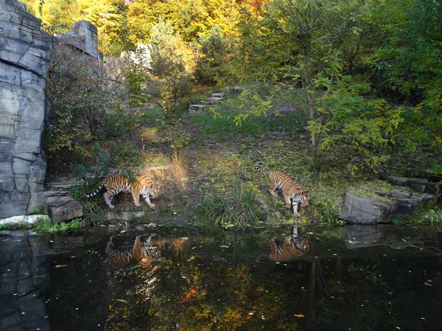 Sibirische Tiger im Wuppertaler Zoo am 26. Oktober 2015