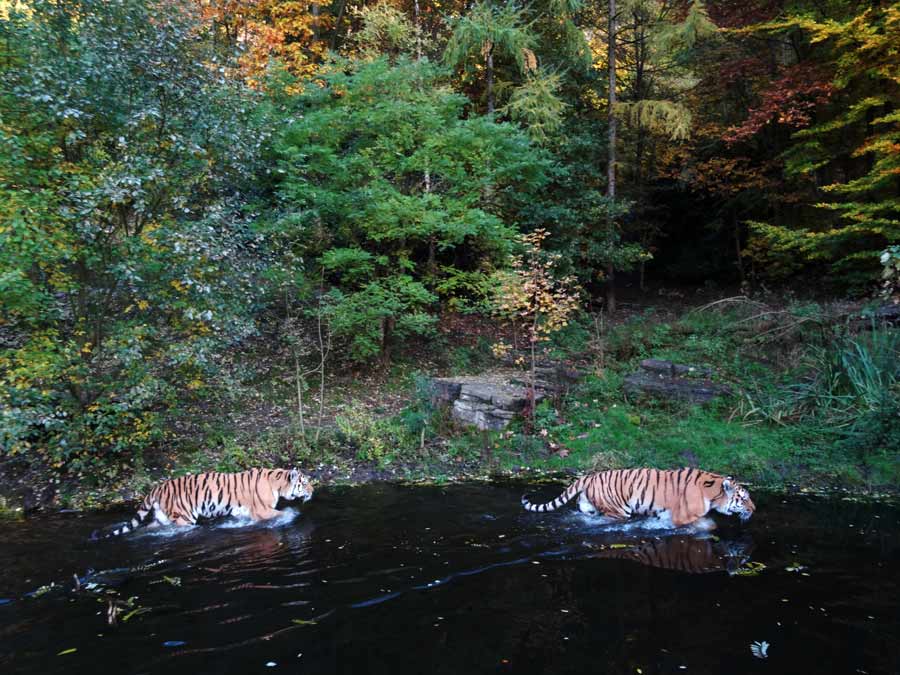 Sibirische Tiger im Grünen Zoo Wuppertal am 26. Oktober 2015