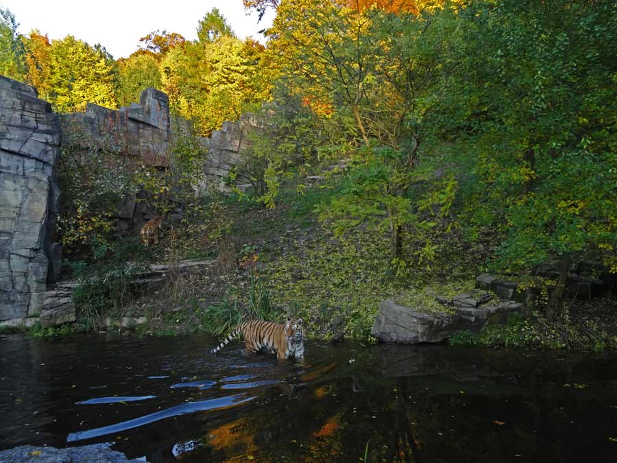 Sibirische Tiger im Zoo Wuppertal am 26. Oktober 2015