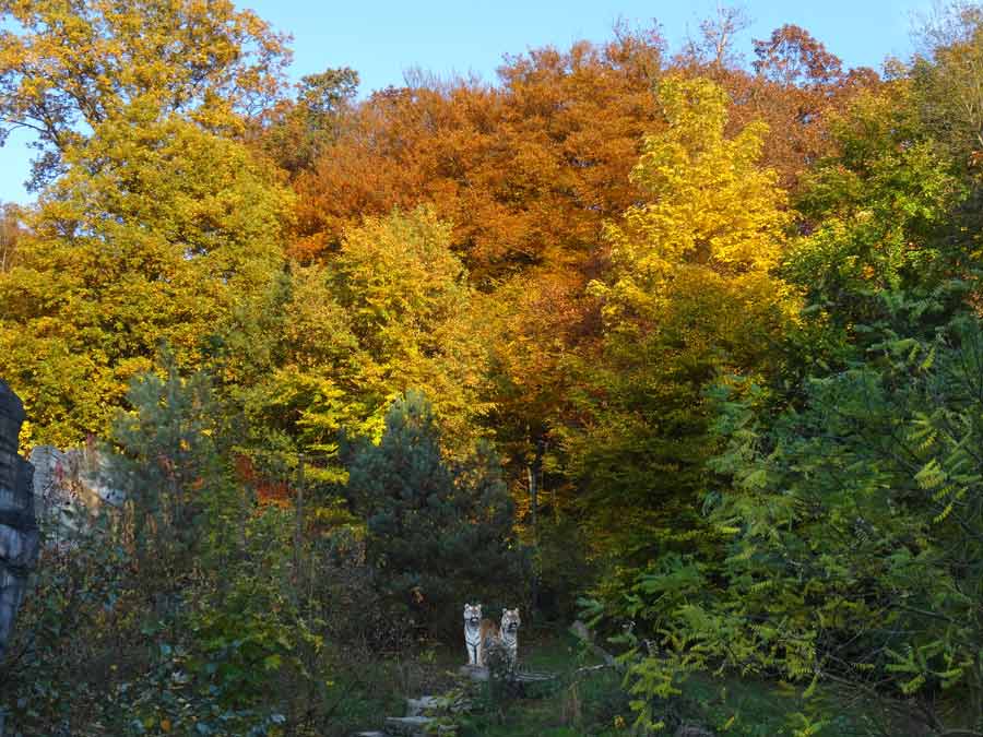 Sibirische Tiger im Zoologischen Garten Wuppertal am 26. Oktober 2015