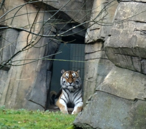 Sibirische Tigerin "Mymoza" im Dezember 2015 im Grünen Zoo Wuppertal