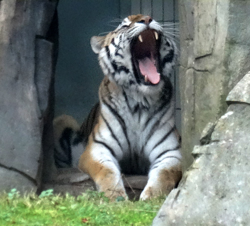 Sibirische Tigerin MYMOZA im Dezember 2015 im Wuppertaler Zoo