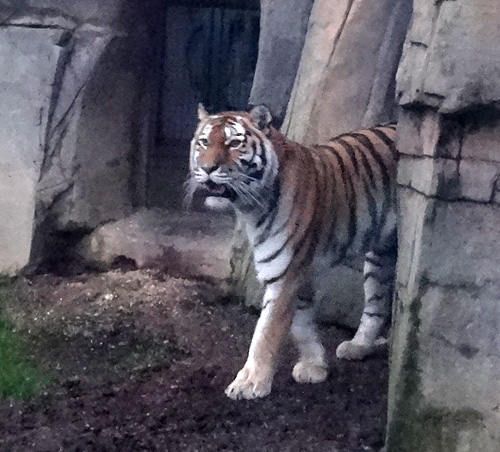 Sibirische Tigerin "Mymoza" am 5. Januar 2016 im Wuppertaler Zoo