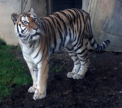 Sibirische Tigerin "Mymoza" am 8. Januar 2016 im Wuppertaler Zoo