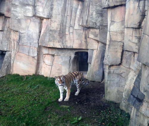 Sibirische Tigerin "Mymoza" am 8. Januar 2016 im Grünen Zoo Wuppertal