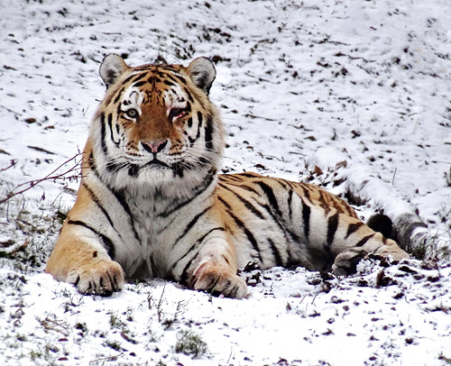 Sibirischer Tigerkater "Wassja" im Schnee auf der Freianlage im Tigertal am 17. Januar 2016 im Grünen Zoo Wuppertal