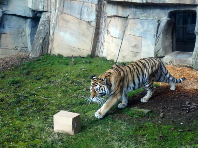 Sibirische Tigerin MYMOZA am 27. März 2016 im Grünen Zoo Wuppertal