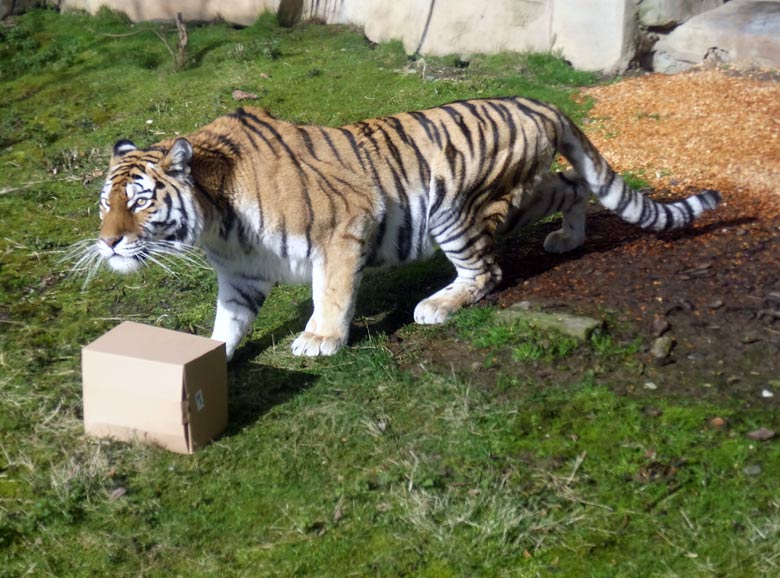 Sibirische Tigerin MYMOZA am 27. März 2016 im Zoologischen Garten der Stadt Wuppertal