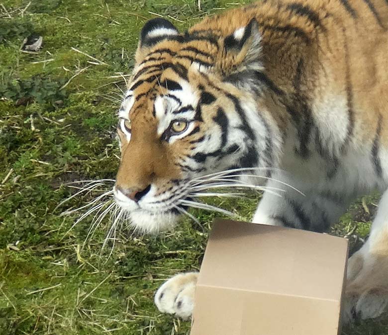 Sibirische Tigerin MYMOZA am 27. März 2016 im Wuppertaler Zoo