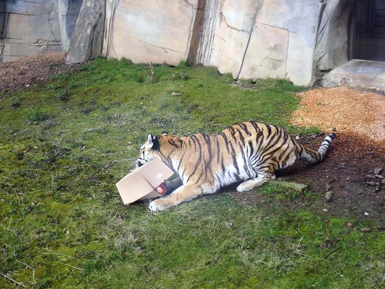 Sibirische Tigerin MYMOZA am 27. März 2016 im Zoo Wuppertal