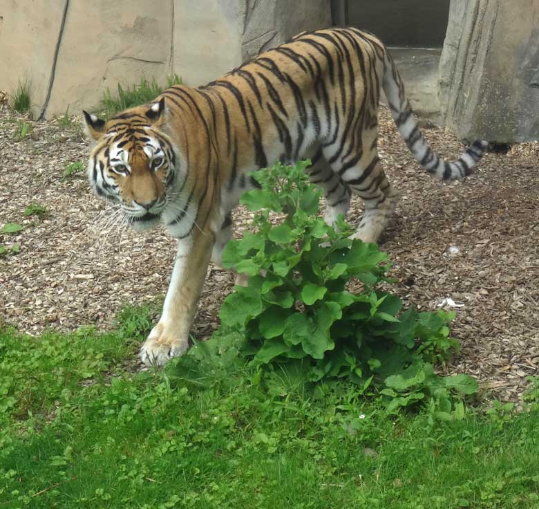 Sibirische Tigerin "Mymoza" am 16. Juli 2016 im Tigertal im Zoo Wuppertal