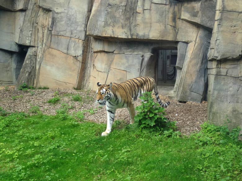 Sibirische Tigerin "Mymoza" am 16. Juli 2016 im Tigertal im Grünen Zoo Wuppertal