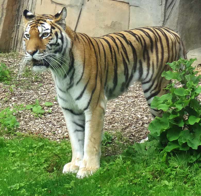 Sibirische Tigerin "Mymoza" am 16. Juli 2016 im Tigertal im Wuppertaler Zoo