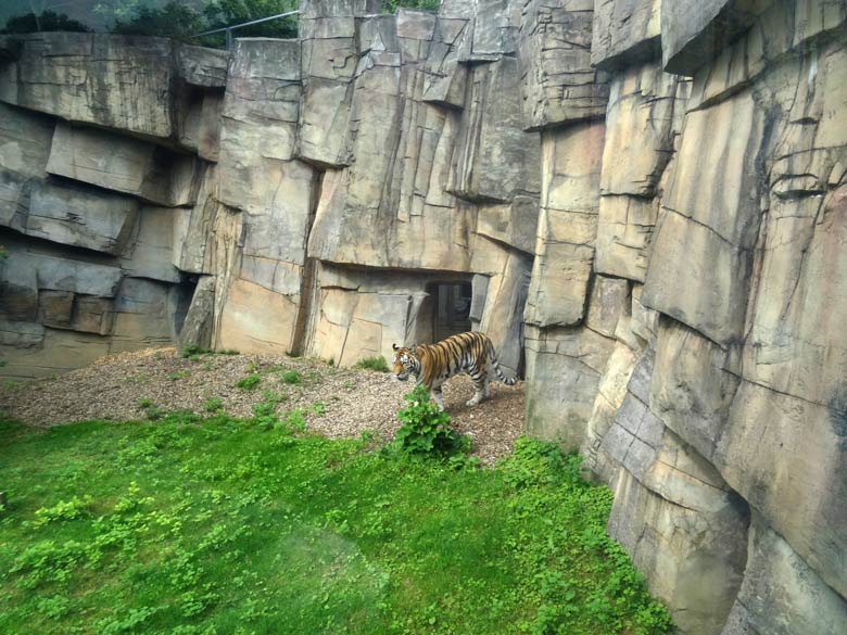 Sibirische Tigerin "Mymoza" am 16. Juli 2016 im Tigertal im Zoo Wuppertal