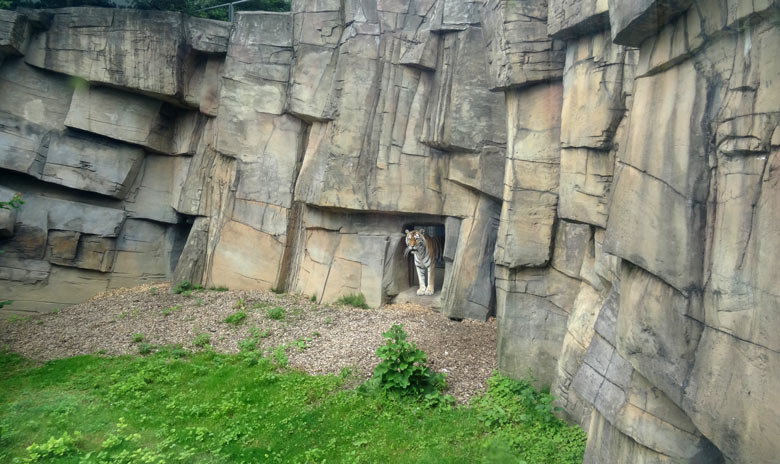 Sibirische Tigerin "Mymoza" am 16. Juli 2016 im Tigertal im Zoologischen Garten Wuppertal
