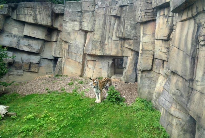 Sibirische Tigerin "Mymoza" am 16. Juli 2016 im Tigertal im Wuppertaler Zoo