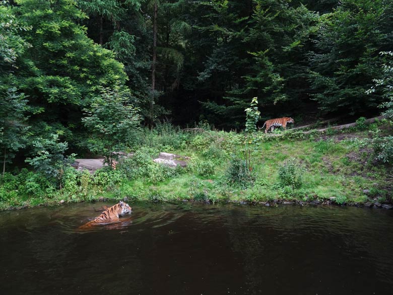 Sibirische Tiger "Wassja" im Wasser und "Mandschu" am Baumrand am 16. Juli 2016 im Tigertal im Zoo Wuppertal