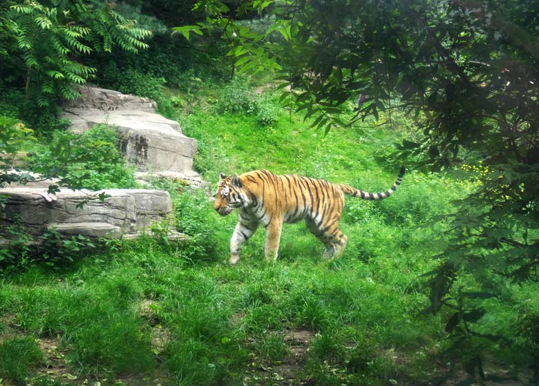 Sibirischer Tiger "Mandschu" am 16. Juli 2016 im Tigertal im Grünen Zoo Wuppertal