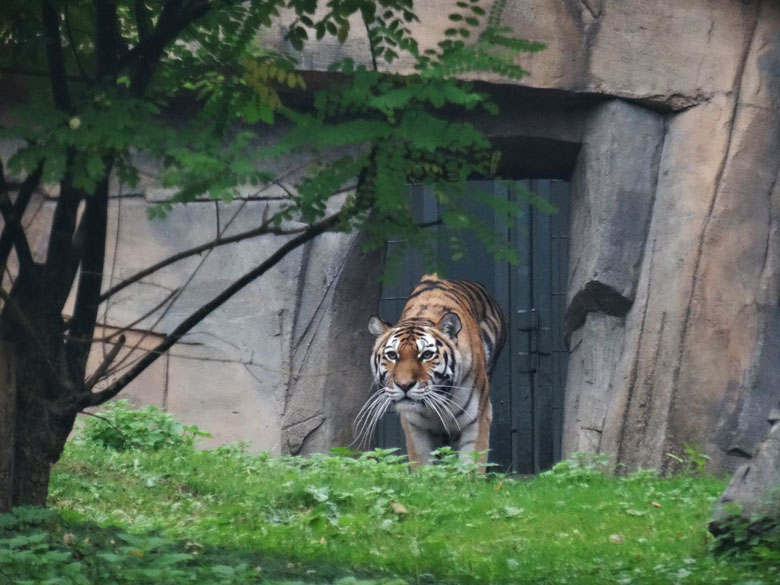 Sibirische Tigerin MYMOZA am Durchgang zur Außenanlage am 12. Oktober 2016 im Tigertal im Grünen Zoo Wuppertal