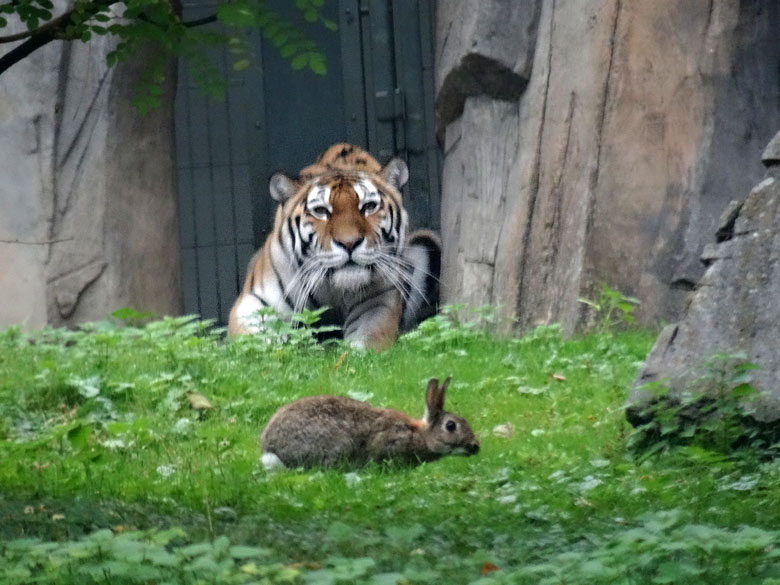 Sibirische Tigerin MYMOZA am Durchgang zur Außenanlage am 12. Oktober 2016 im Tigertal im Grünen Zoo Wuppertal