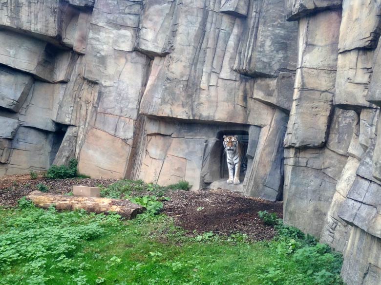 Sibirische Tigerin MYMOZA am Durchgang zur Außenanlage am 12. Oktober 2016 im Tigertal im Grünen Zoo Wuppertal