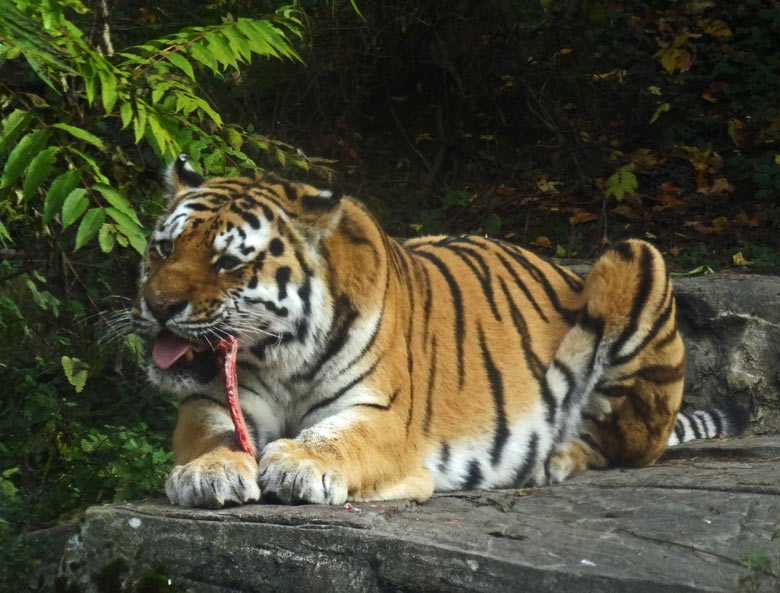 Sibirischer Tiger MANDSCHU am 1. November 2016 im Tigertal im Zoologischen Garten der Stadt Wuppertal